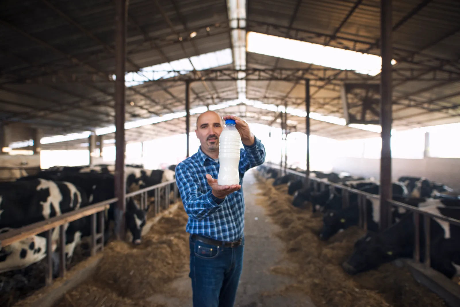 Produtor rural segurando garrafa de leite fresco no galpão, com vacas ao fundo